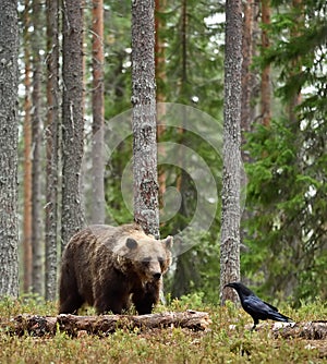 Brown bear and raven in forest
