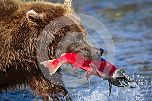 Brown bear with red salmon