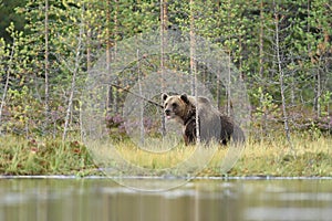 Brown bear resting in forest landscape at summer