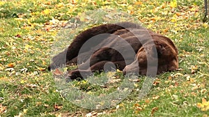 Brown bear is resting on the ground in sunset light, brown bear is sleeping footage