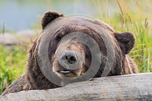 Brown bear Resting on Log