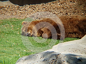 brown bear resting in a zoo