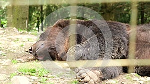 Brown bear resting in the zoo. An animal in captivity.