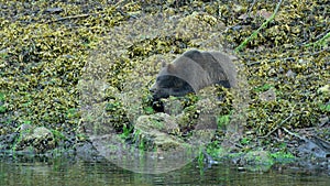 A brown bear rests on a rock by the river bank.