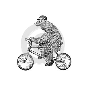 Brown bear rides a bike. Antique gentleman in a cap and coat. Victorian Ancient Retro Clothing. A man on a cycle