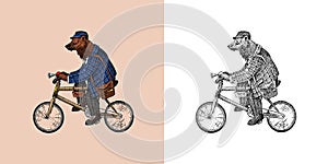 Brown bear rides a bike. Antique gentleman in a cap and coat. Victorian Ancient Retro Clothing. A man on a cycle