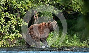 Brown bear on the river fishing for salmon. Brown bear chasing sockeye salmon at a river. Kamchatka brown bear, scientific name: