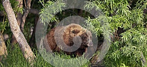 Brown bear on the river fishing for salmon. Brown bear chasing sockeye salmon at a river. Kamchatka brown bear, scientific name: