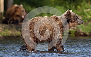 Brown bear on the river fishing for salmon. Sunny day.  Brown bear chasing sockeye salmon at a river. Kamchatka brown bear, Ursus