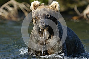 Brown bear in river and water dripping