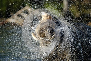 Brown bear in river and water spraying