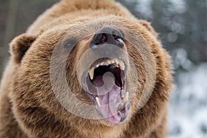 Brown bear roaring in forest