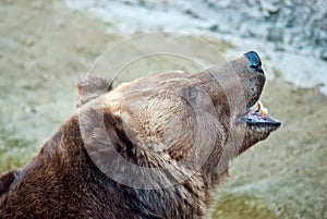 Brown bear roars
