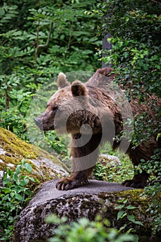 Brown Bear on a Rock in the Forest, Slovakia, Europe