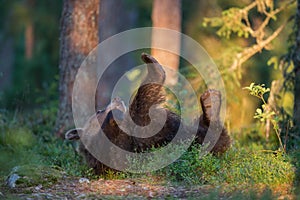 Medvěd hnědý se kutálí zpět a hraje si ve finském lese