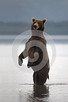 Marrón un oso rosas sobre su trasero piernas 