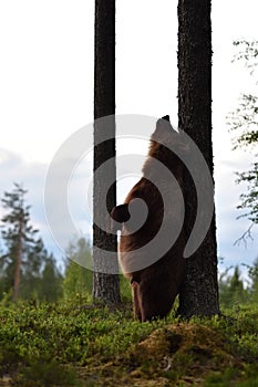 Brown bear rubs his back against a tree. Bear standing.