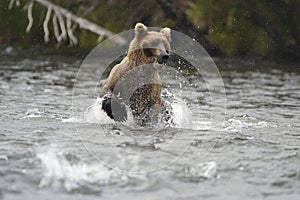 Brown bear running in Brook River