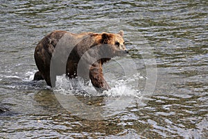 Brown Bear Running in Katmai National Park and Preserve