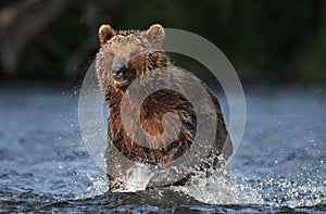 Brown bear running on the river and fishing for salmon. Brown bear chasing sockeye salmon at a river. Front view. Kamchatka brown