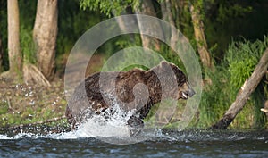 Brown bear running on the river and fishing for salmon. Brown bear chasing sockeye salmon at a river.  Kamchatka brown bear,