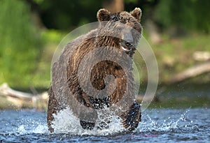 Brown bear running on the river and fishing for salmon. Brown bear chasing sockeye salmon at a river.  Kamchatka brown bear,