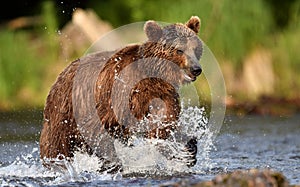 Brown bear running on the river and fishing for salmon. Brown bear chasing sockeye salmon at a river.  Kamchatka brown bear,