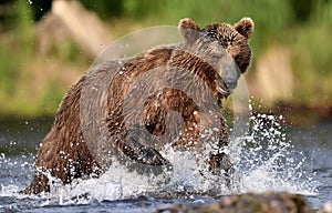 Brown bear running on the river and fishing for salmon. Brown bear chasing sockeye salmon at a river.  Kamchatka brown bear,