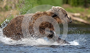 Brown bear running on the river and fishing for salmon. Brown bear chasing sockeye salmon at a river.  Kamchatka brown bear,