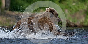 Brown bear running on the river and fishing for salmon. Brown bear chasing sockeye salmon at a river.  Kamchatka brown bear,