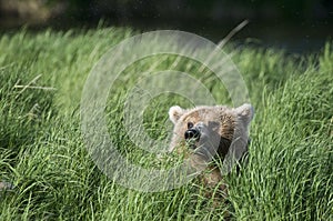 Brown bear's head just in sight