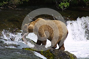 Brown Bear with Salmon