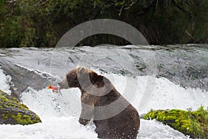 Brown Bear with Salmon in Brooks River