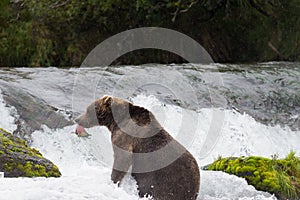 Brown Bear with Salmon in Brooks River