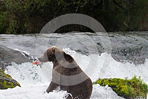 Brown Bear with Salmon in Brooks River