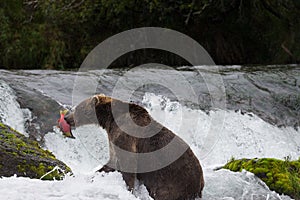 Brown Bear with Salmon in Brooks River