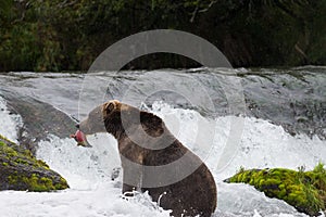 Brown Bear with Salmon in Brooks River