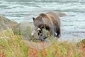 Brown Bear With a Salmon In Its Mouth
