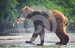 Brown bear with salmon lunch in his mouth at Lake Kuril