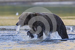 Brown bear with salmon in mouth