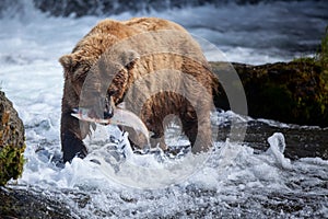 Hnedý medveď losos 