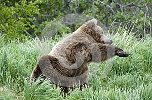 Brown Bear scratching