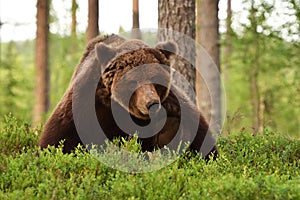 Brown bear scratching