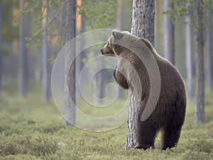 Brown Bear Scratching Against Tree