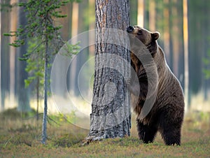 Brown Bear Scratching Against Tree