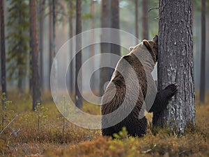 Brown Bear Scratching Against Tree