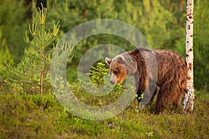 Brown bear scratching its back on a birch tree in summer nature