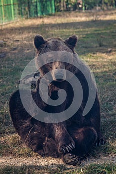 Brown bear scratching and looking upset