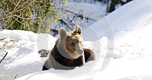 A brown bear searching food in a meadow surrounded by forest in the Carpathian mountains in a very beautiful winter sunny day.