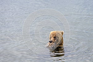 Brown bear with a secret, paw over mouth while standing in the Brooks River, Katmai National Park, Alaska
